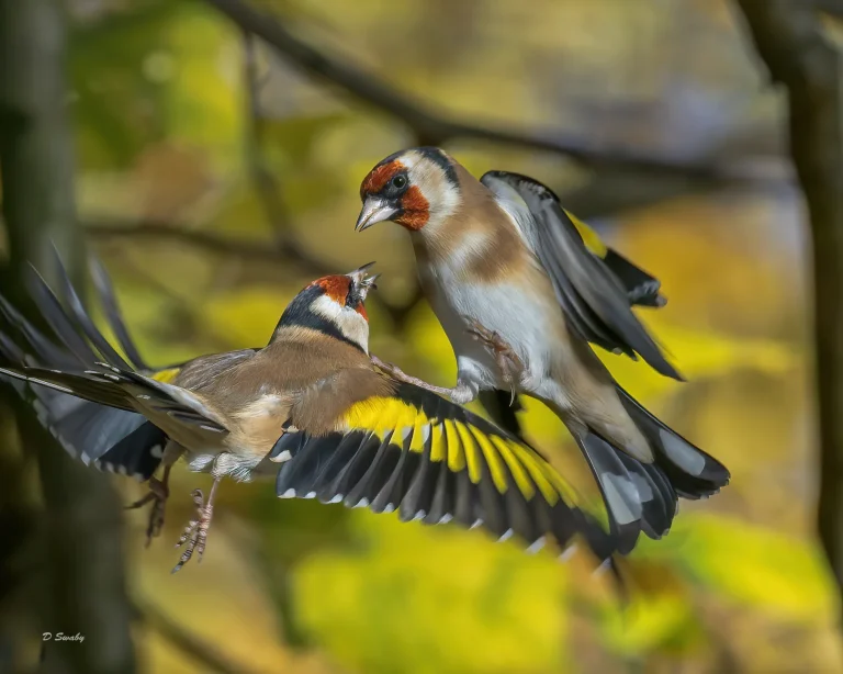 Goldfinches arguing as usual !