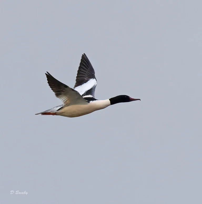Goosander
