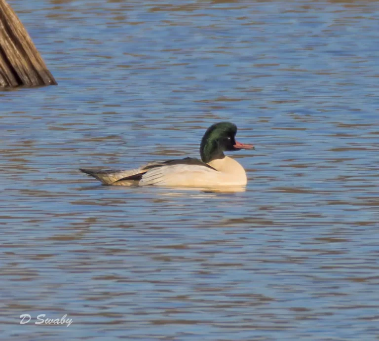 Goosander