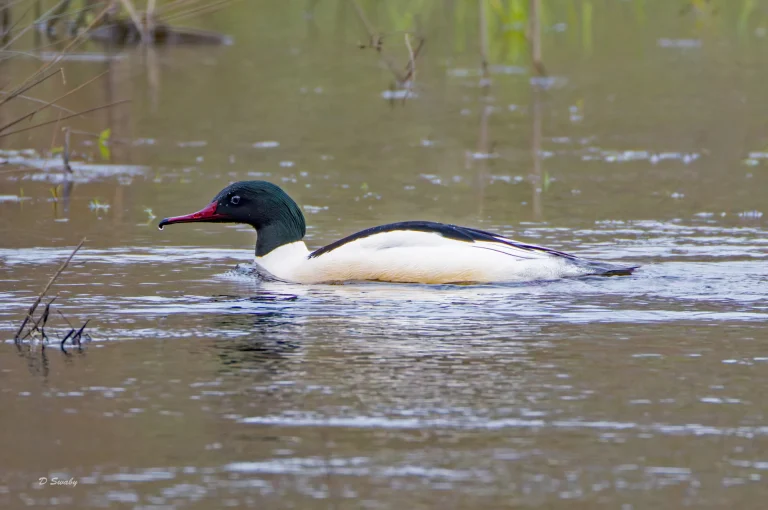 Goosander