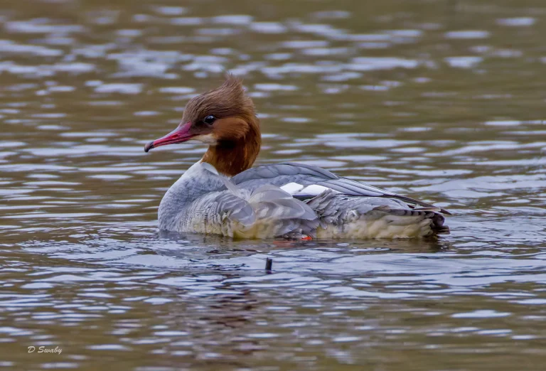 Goosander