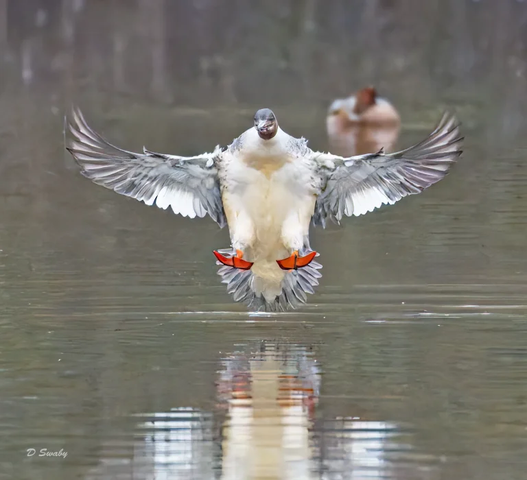 Goosander