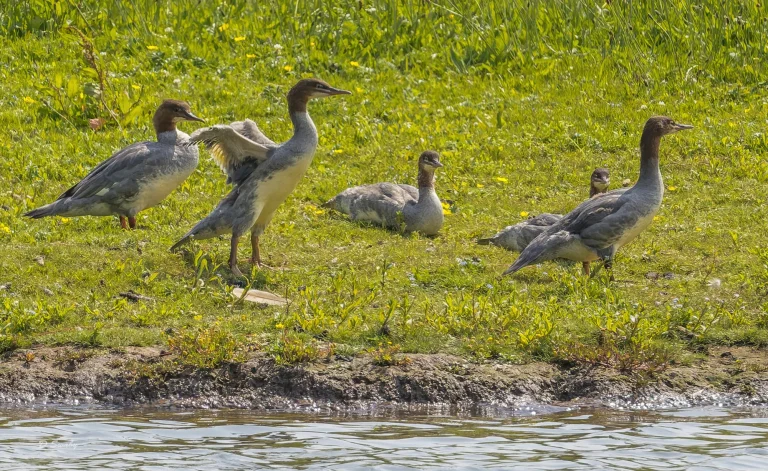 Goosanders