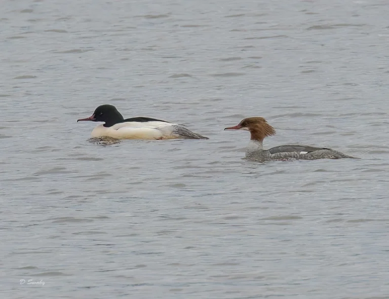 Goosanders