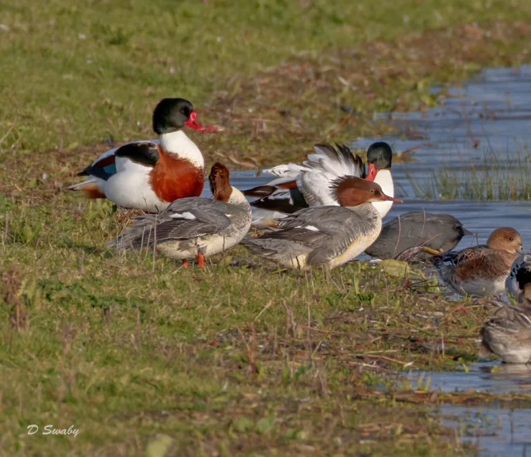 Goosanders