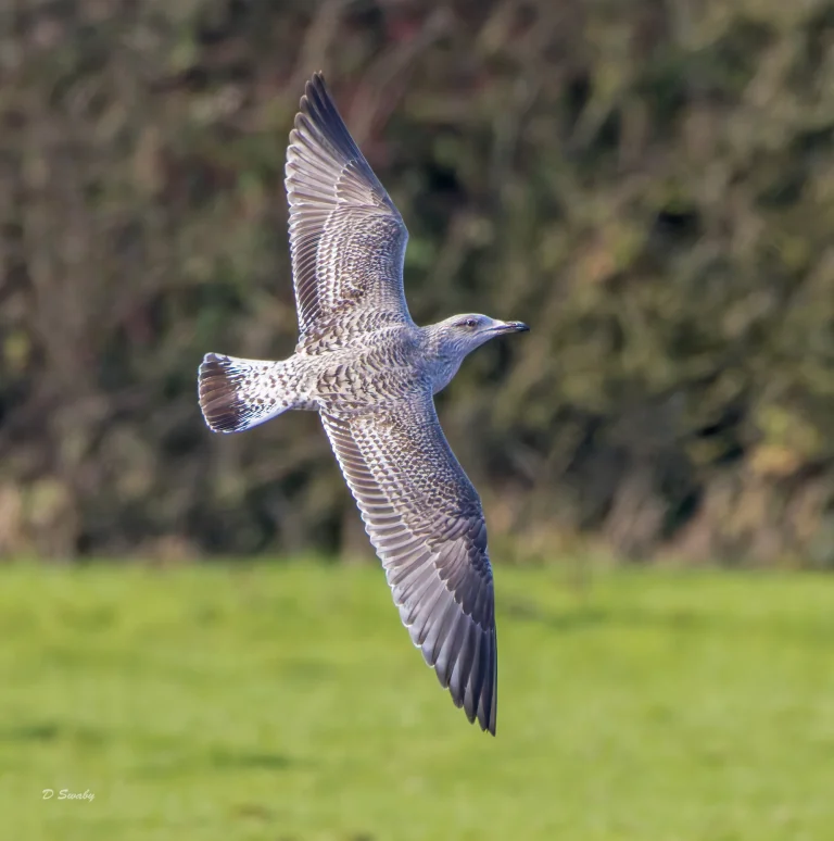 Great Black Backed Gull