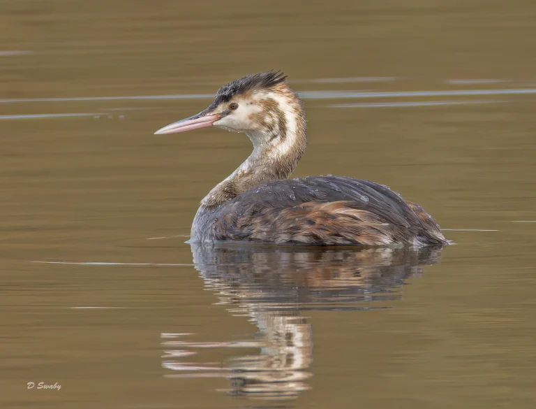 Great Crested Grebe