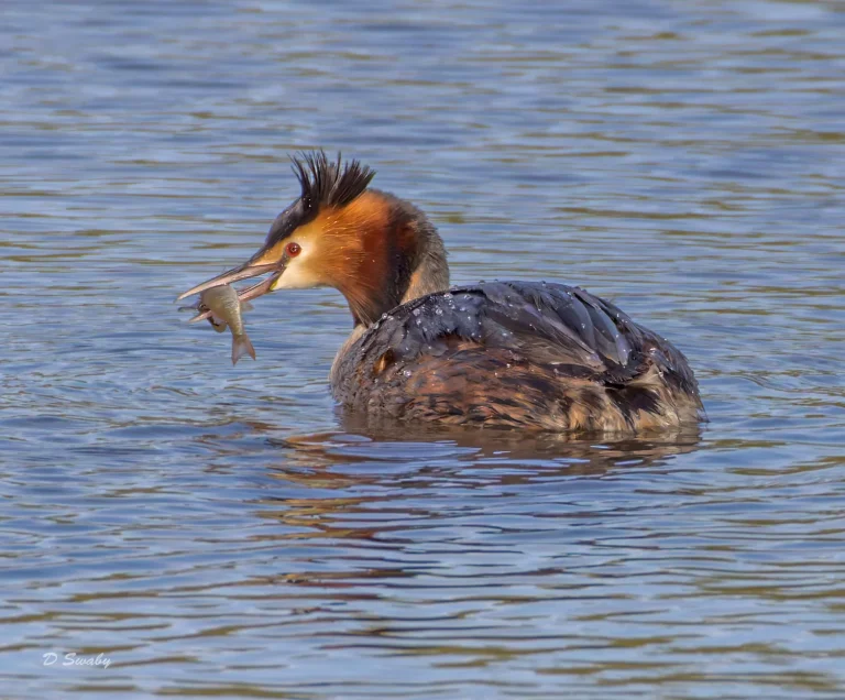 Great Crested Grebe