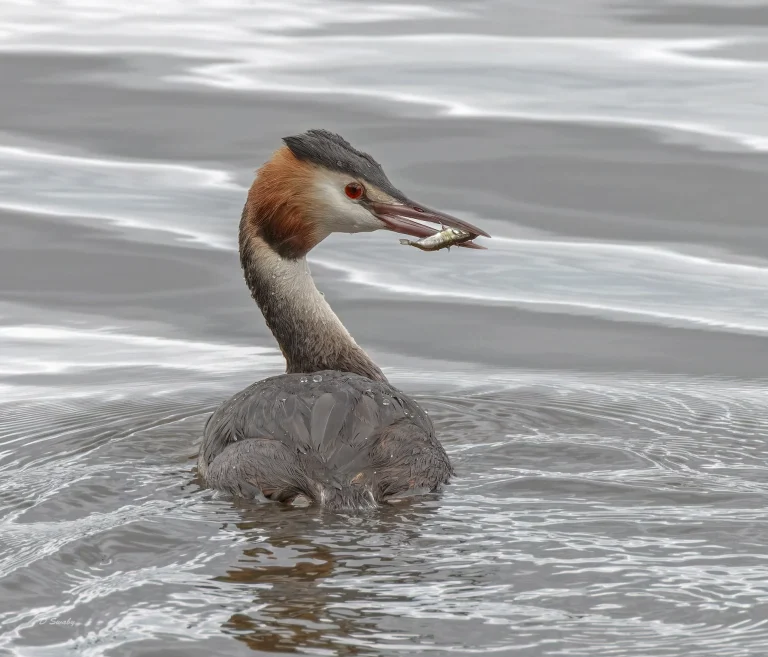 Great Crested Grebe