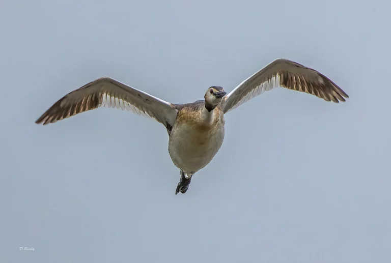 Great Crested Grebe