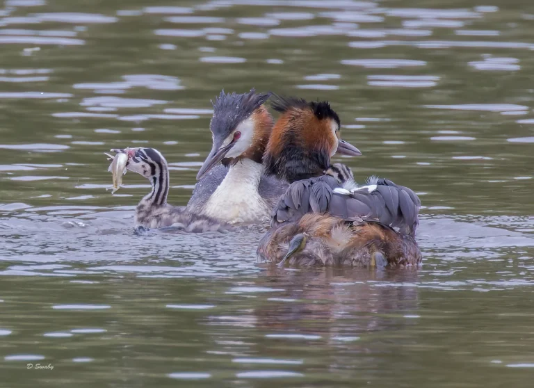 Great Crested Grebe