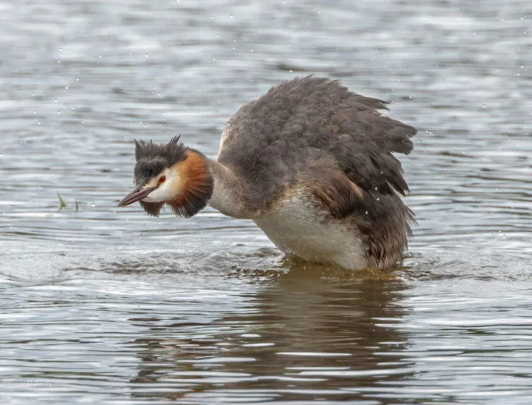 Great Crested Grebe
