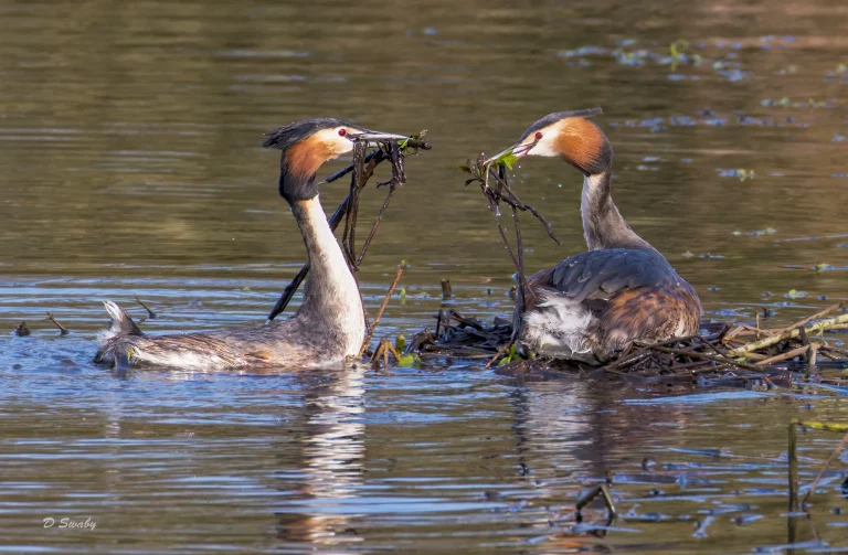 Great Crested Grebes