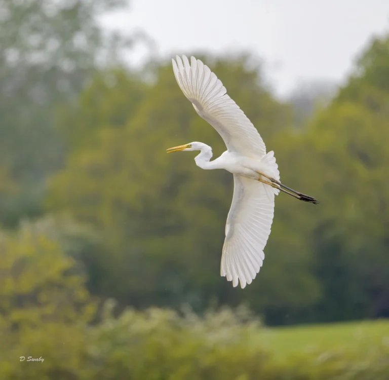 Great Egret