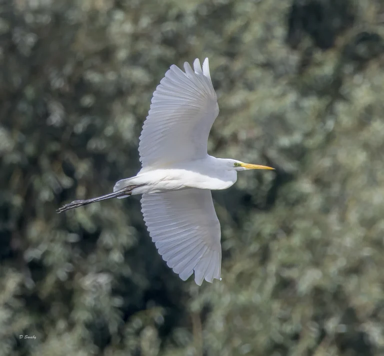 Great Egret