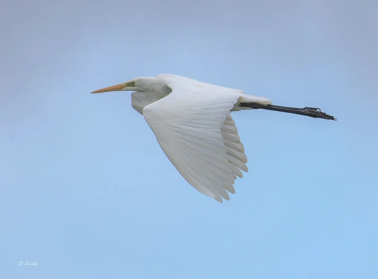 Great Egret