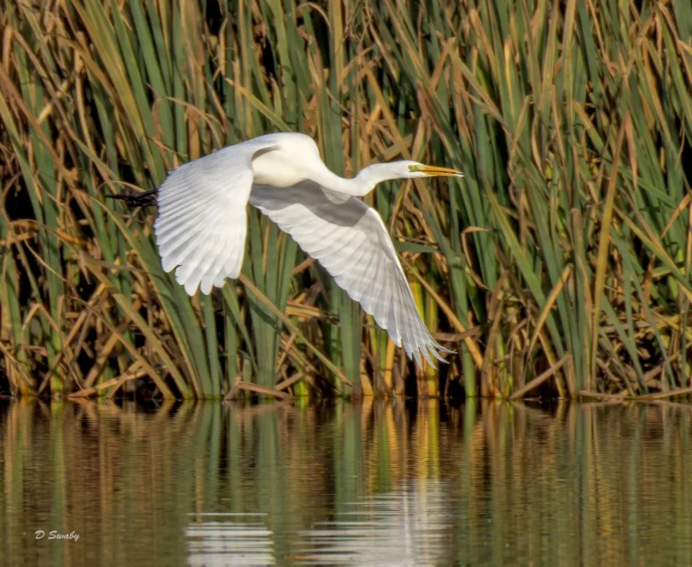 Great Egret