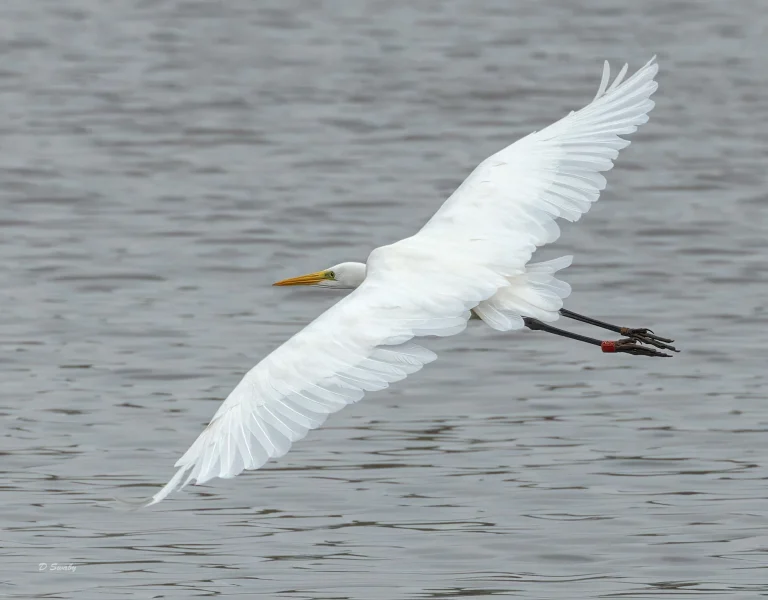 Great Egret