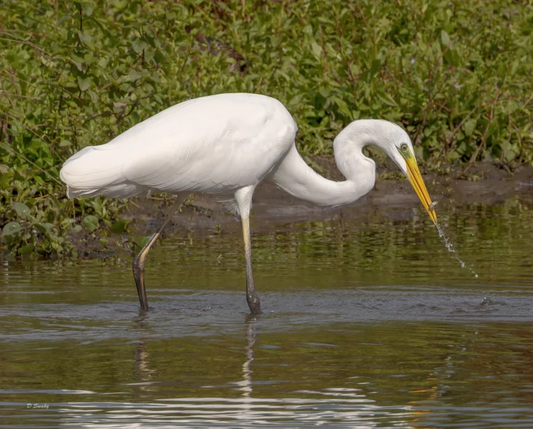 Great Egret