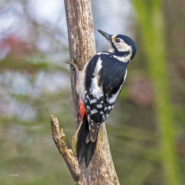 Great Spotted Woodpecker