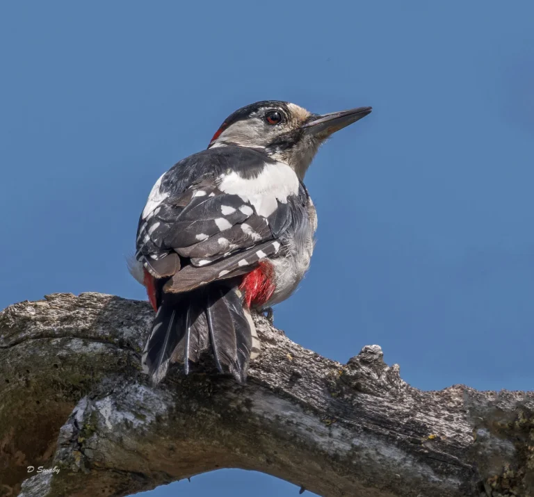Great Spotted Woodpecker