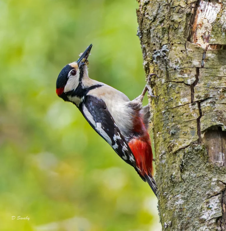 Great Spotted Woodpecker