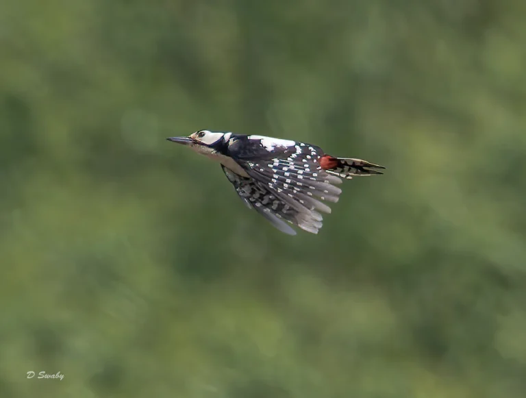 Great Spotted Woodpecker