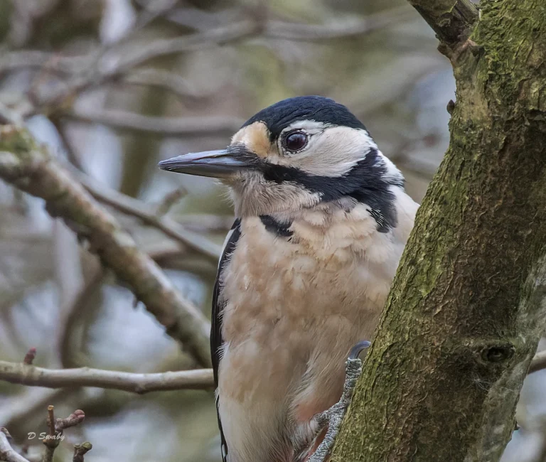 Great Spotted Woodpecker