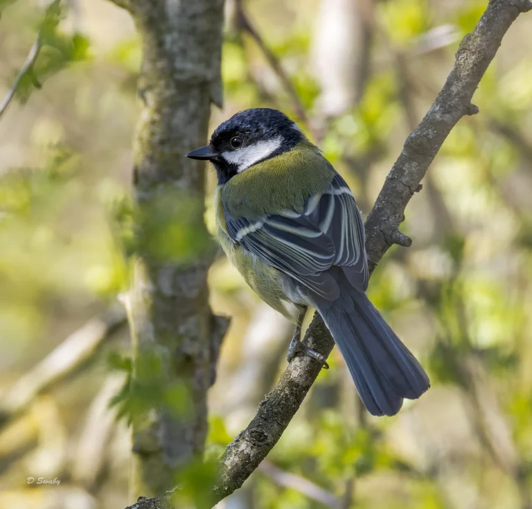 Great Tit