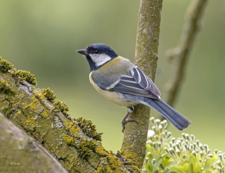 Great Tit