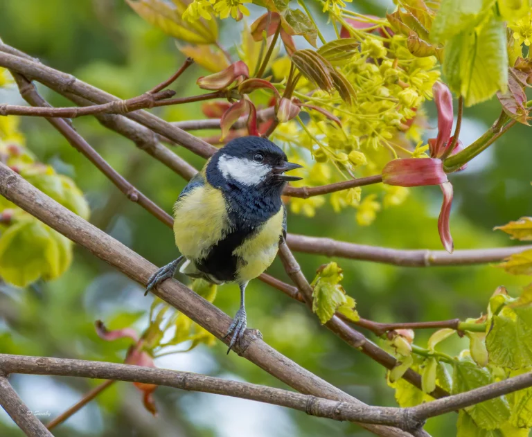 Great Tit