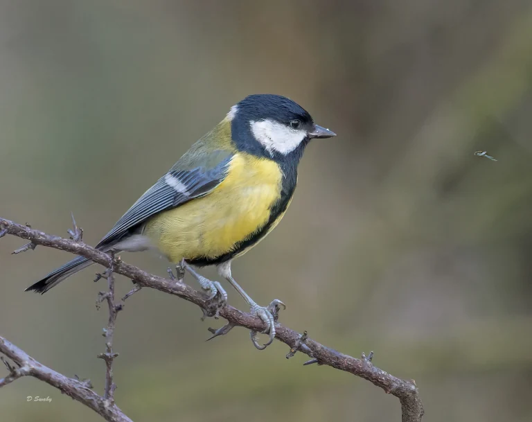 Great Tit with eye on a midge