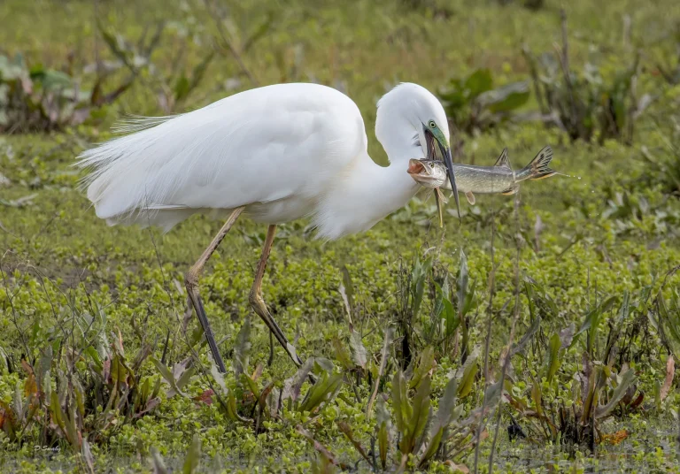 Great White Egret