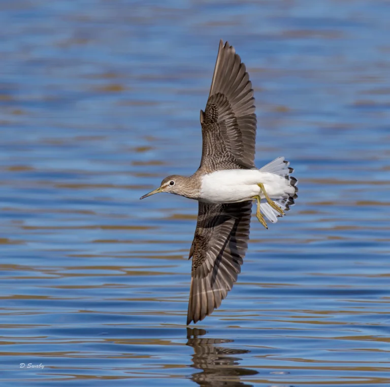 Green Sandpiper