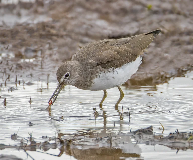 Green Sandpiper
