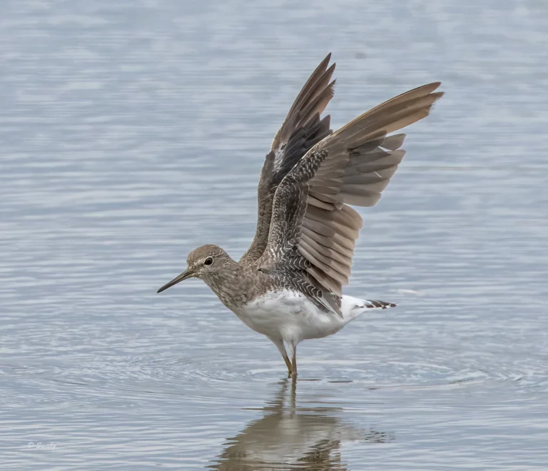 Green Sandpiper