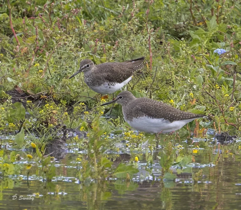 Green Sandpipers