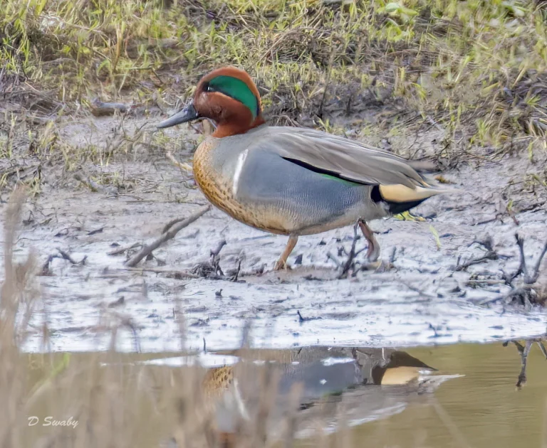 Green Wing Teal