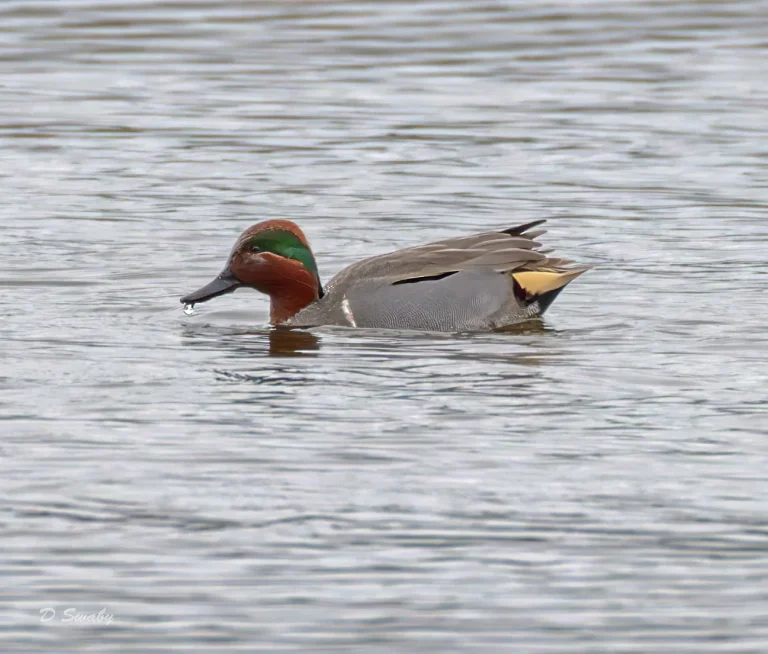 Green Winged Teal