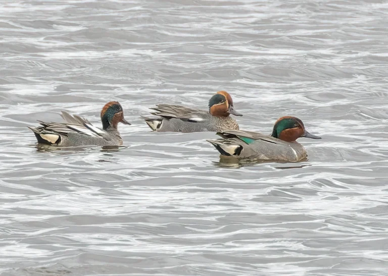 Green Winged Teal