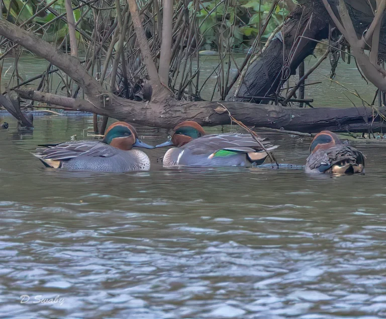 Green Winged Teal