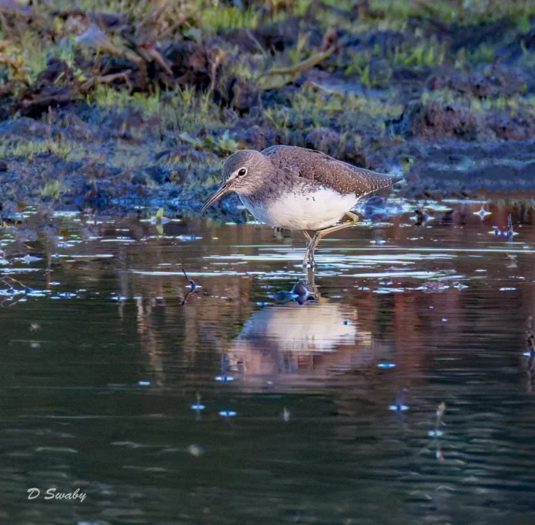 Green sandpiper