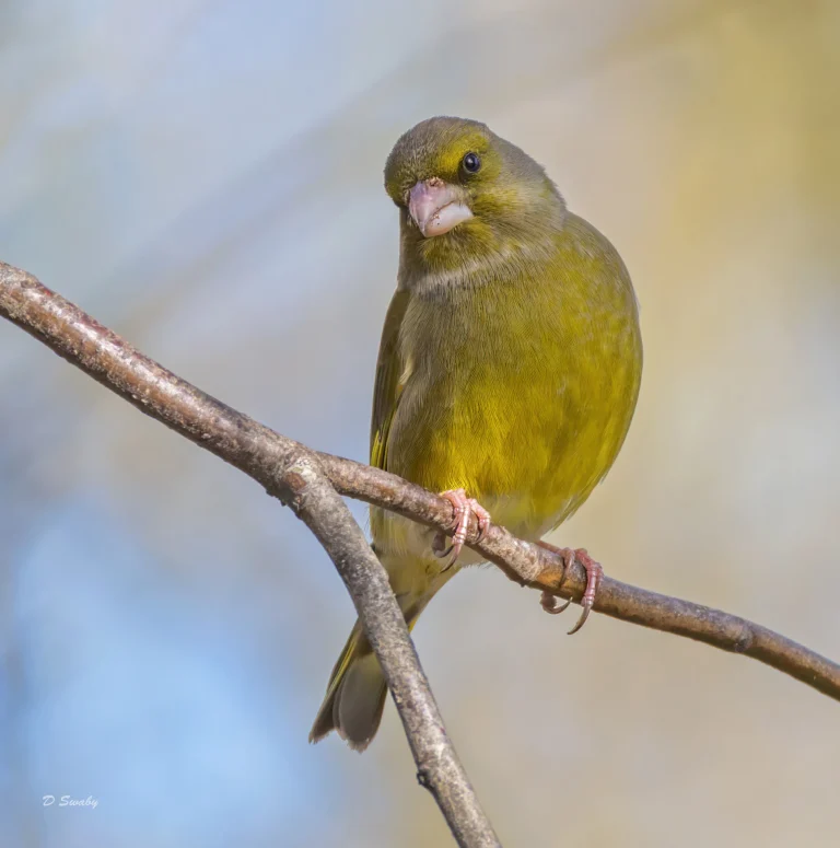 Greenfinch