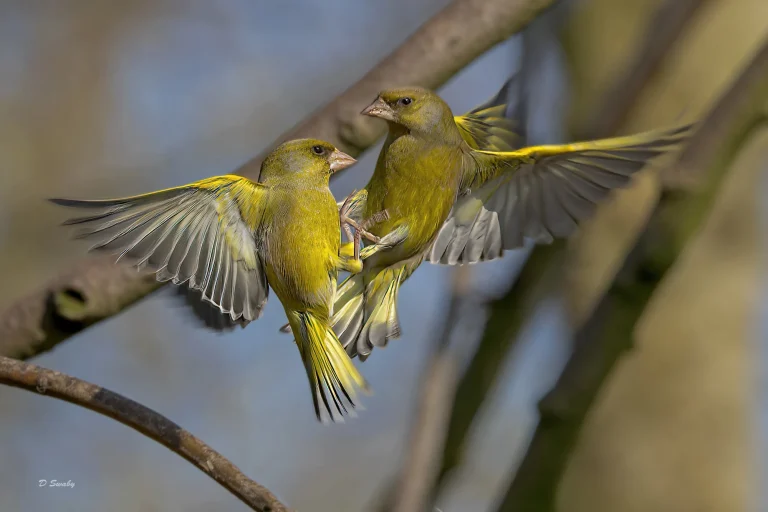 Greenfinch