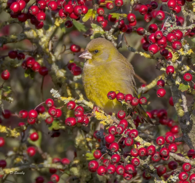 Greenfinch