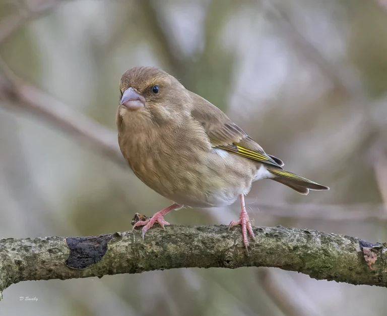 Greenfinch