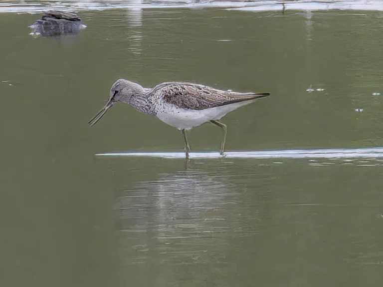 Greenshank