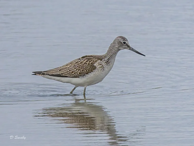 Greenshank