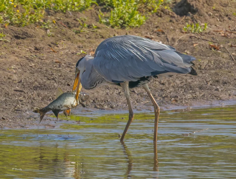 Grey Heron