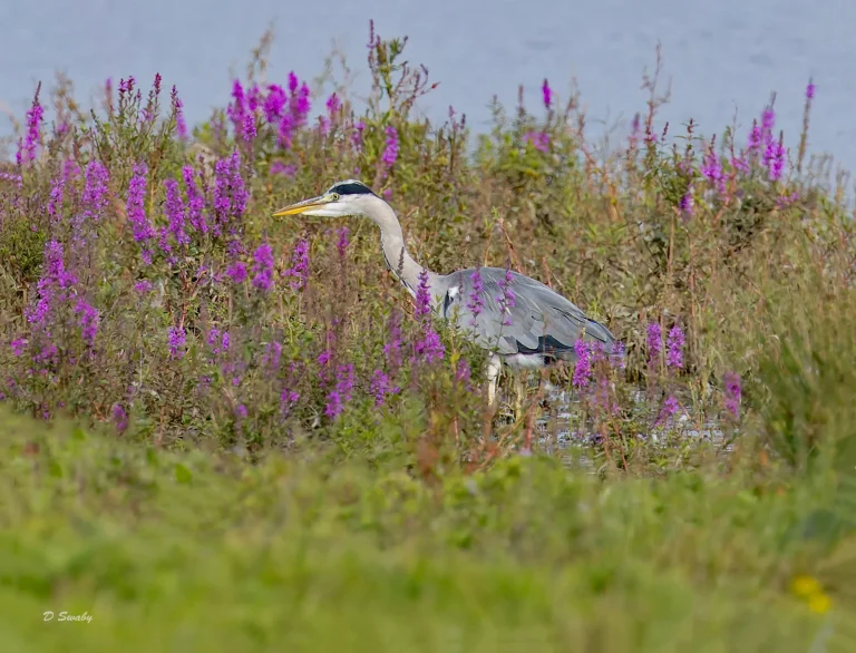 Grey Heron